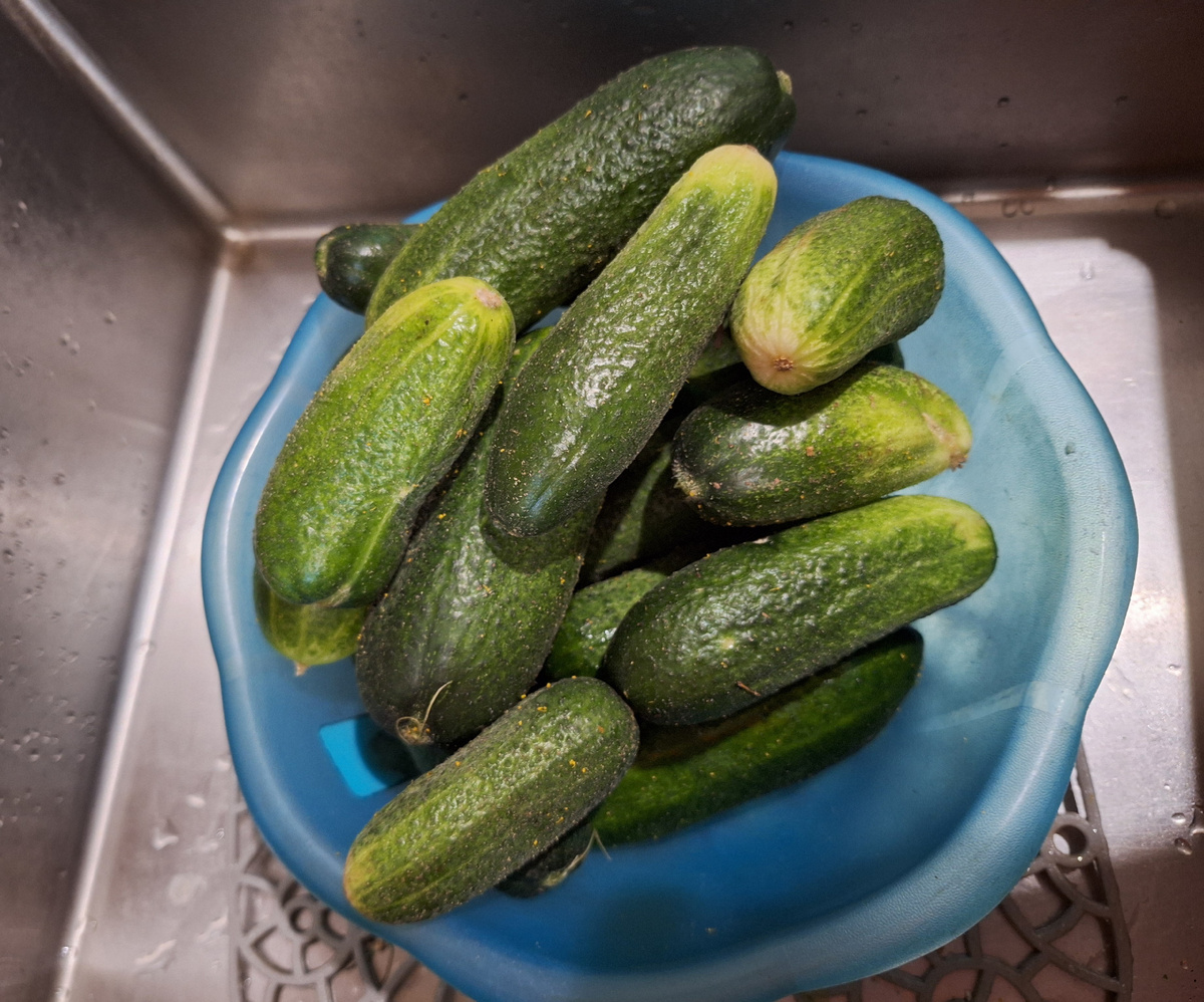 Первый урожай. Огурцы посажены семечками в открытый грунт