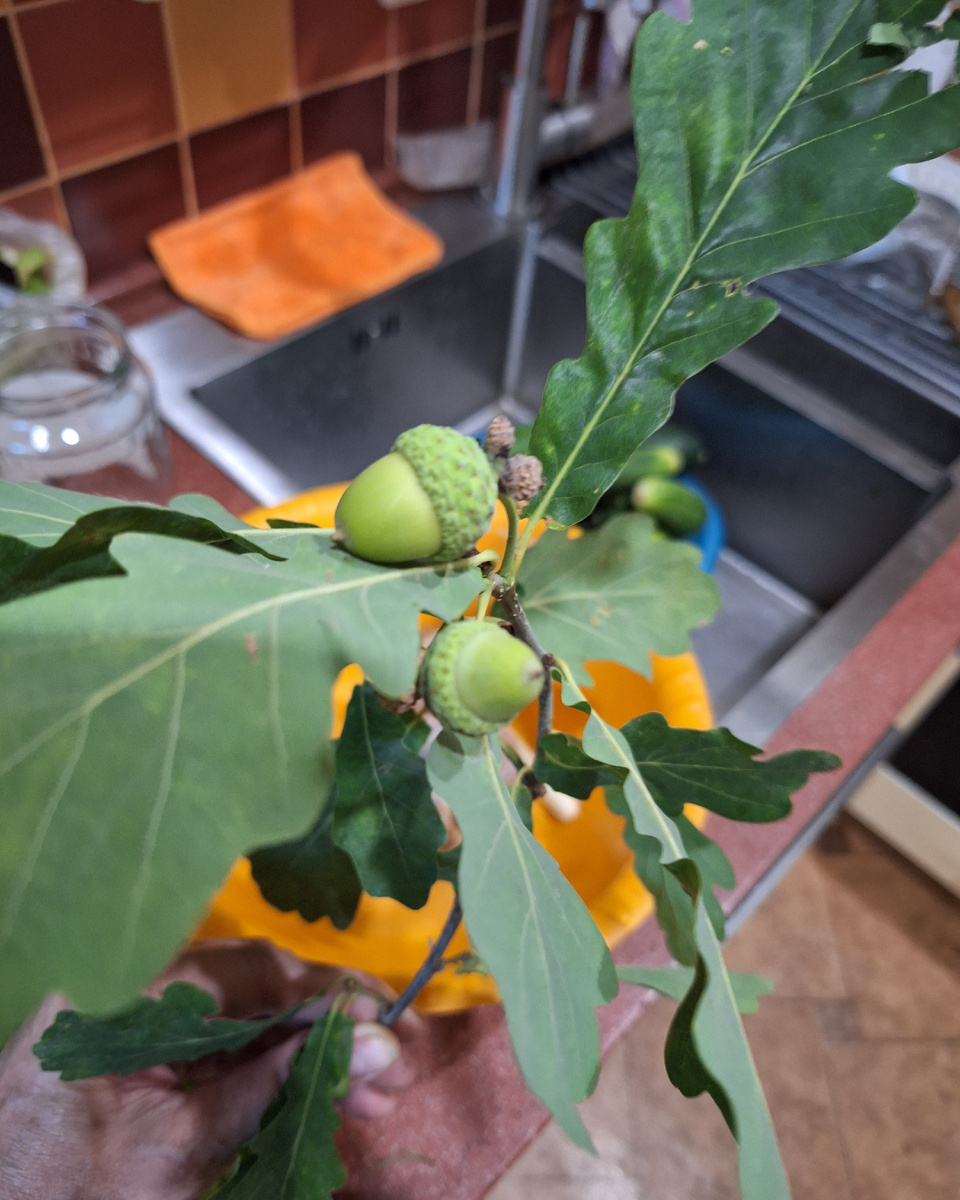 Жёлуди ещё небольшие