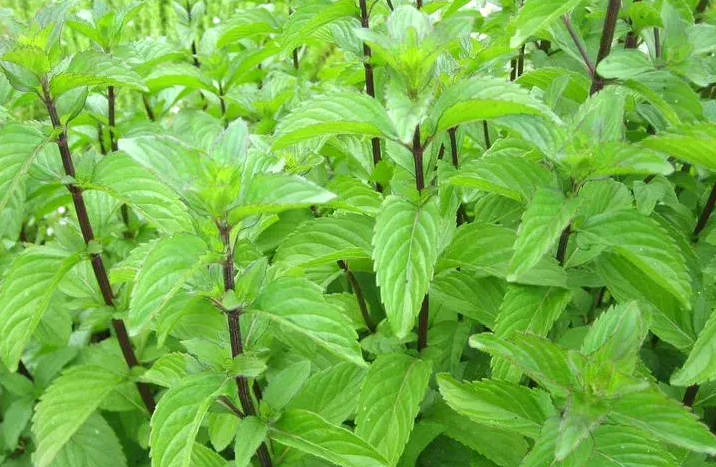 Мята и её невероятные свойства