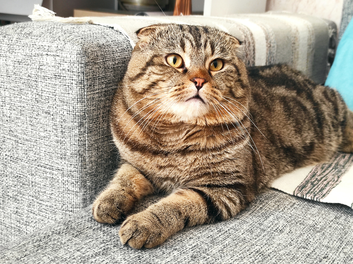 Скрепка красная, а Федя красивый! 