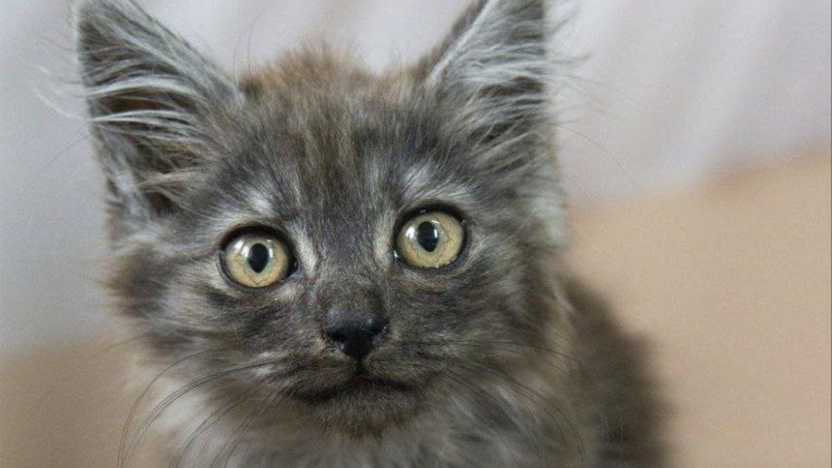    Котенок Банджо