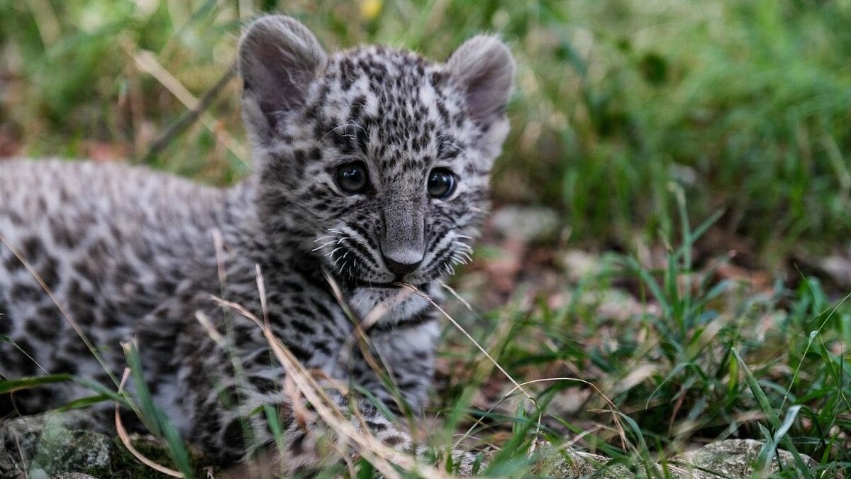    Фото: t.me/leopardcenter