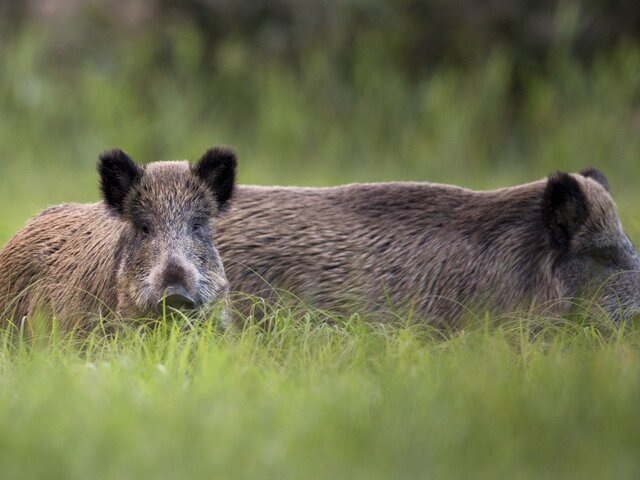    Фото: 123RF/johan10