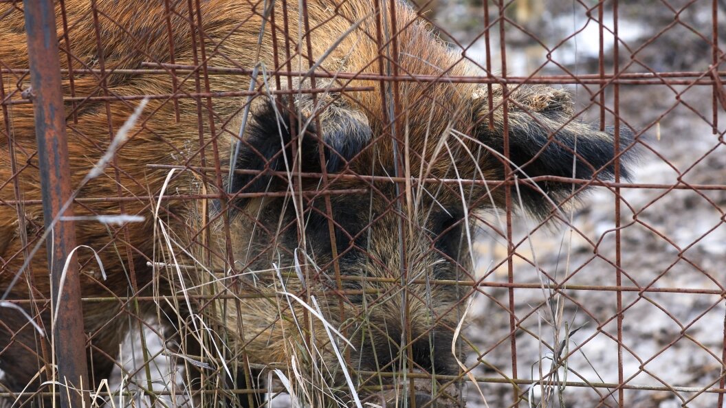    Фото: Shatokhina Natalia/Globallookpress