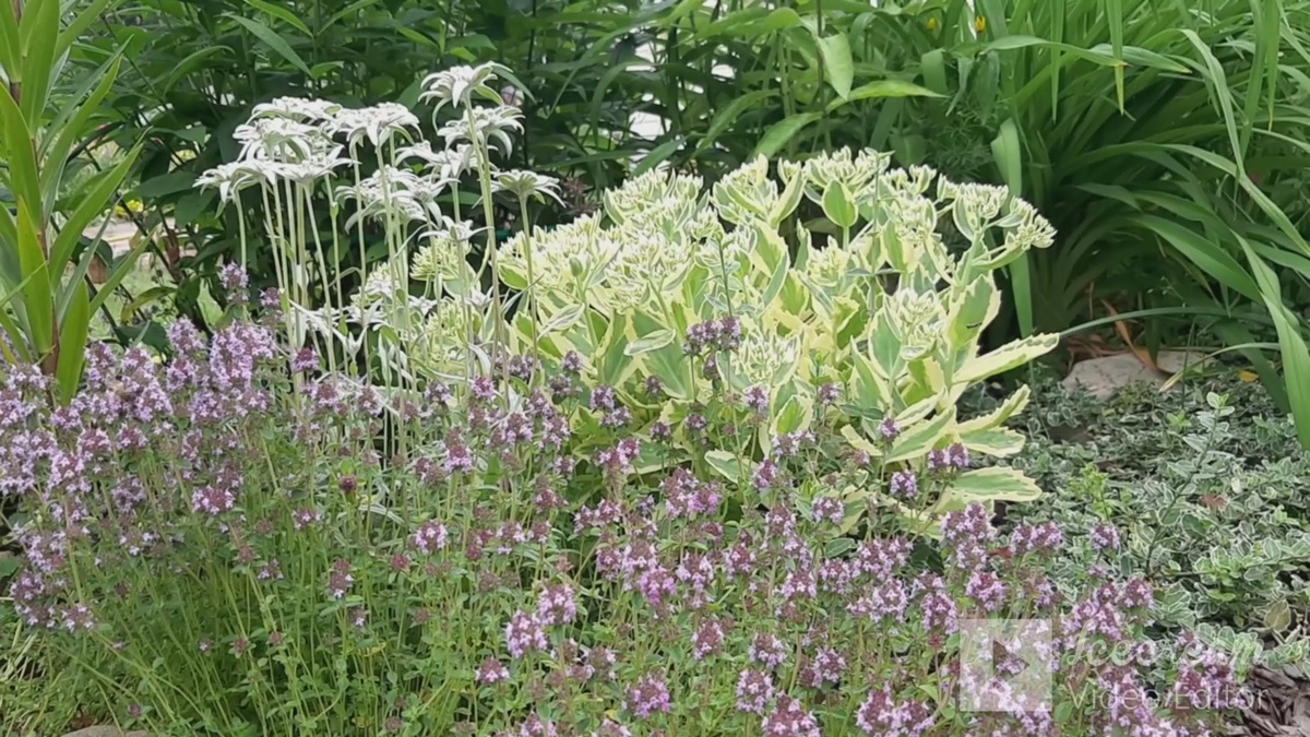 Очиток видный, чабрец и эдельвейс.
