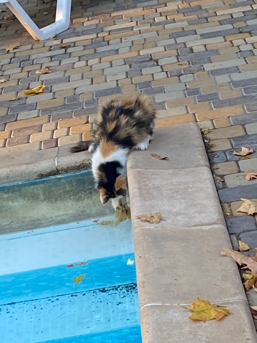 Кошечка хочет в бассейн