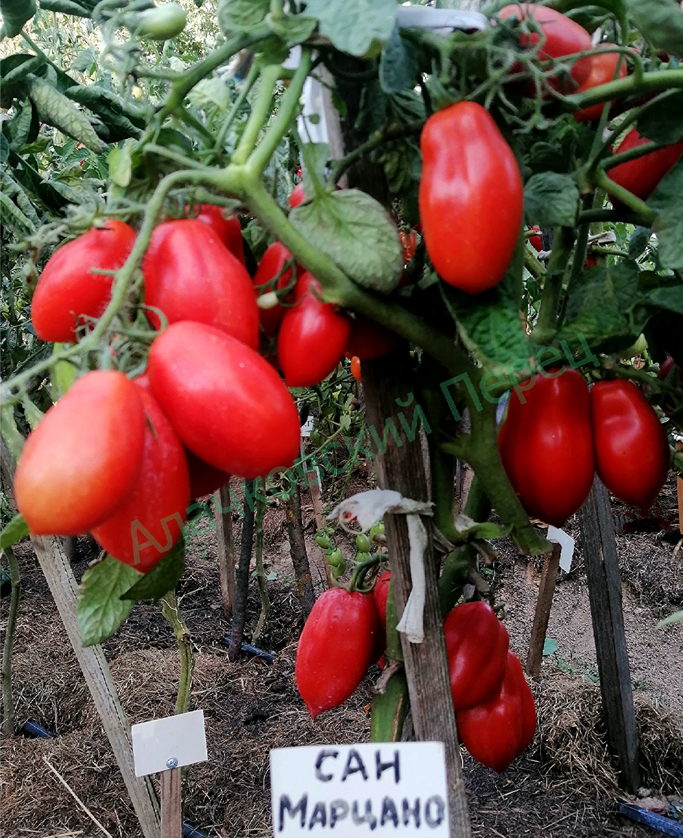 Сан Марцано (San Marzano)