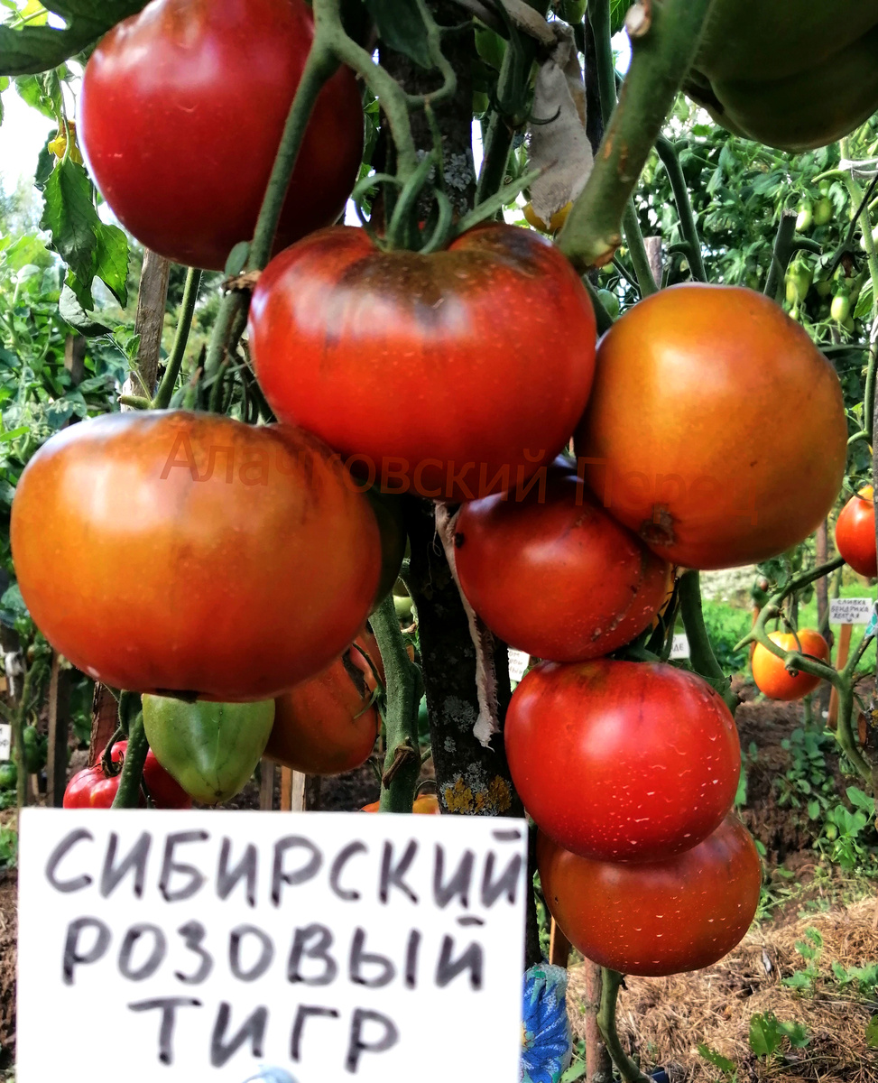 Сибирский Розовый Тигр