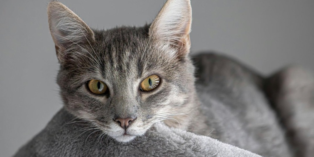 5 болезней, которые кошка может передать человеку