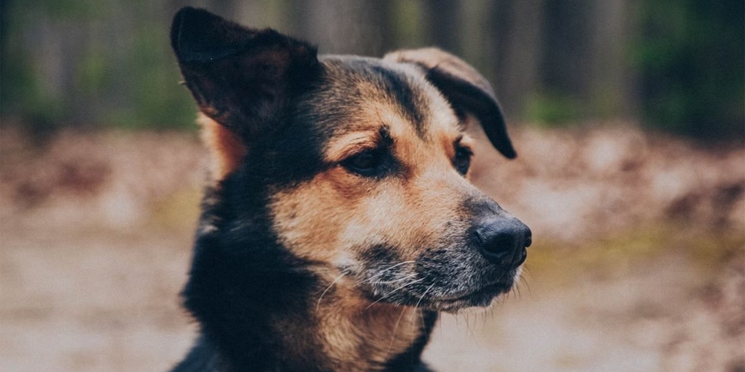 В Музее Победы откроется выставка о подвигах фронтовых собак