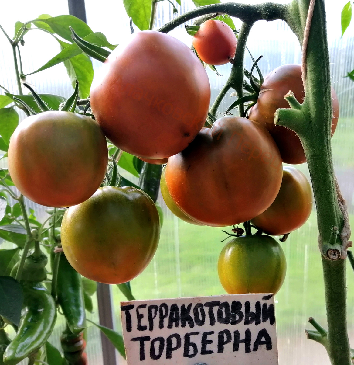 Терракотовый Торберна (Thorburn`s Terra-Cotta)