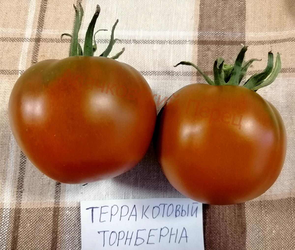 Терракотовый Торберна (Thorburn`s Terra-Cotta)