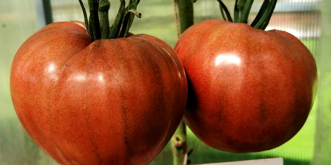 Мои лучшие сорта томатов. Т – часть 3 + У.