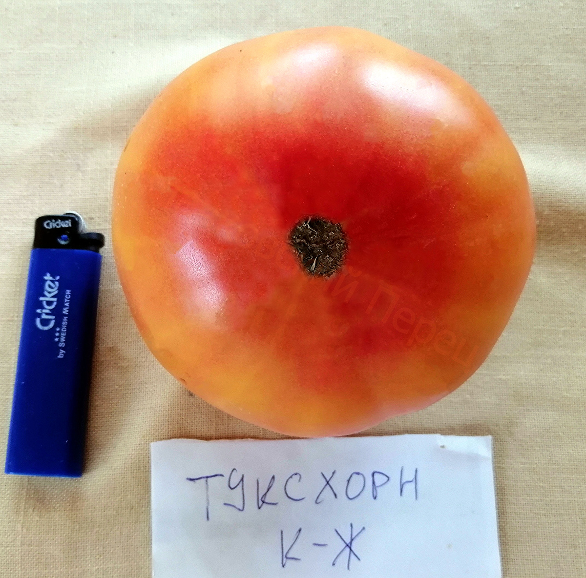 Туксхорн Красно-Желтый (Tuxhorn’s Red and Yellow)