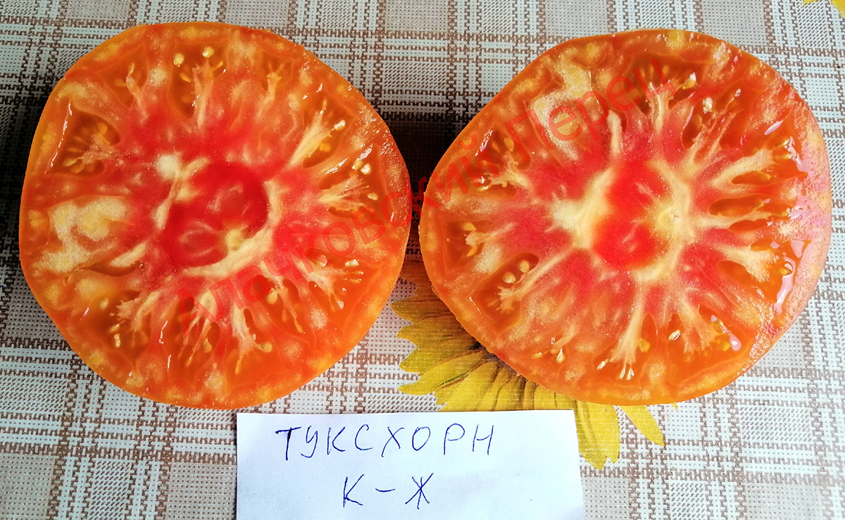 Туксхорн Красно-Желтый (Tuxhorn’s Red and Yellow)