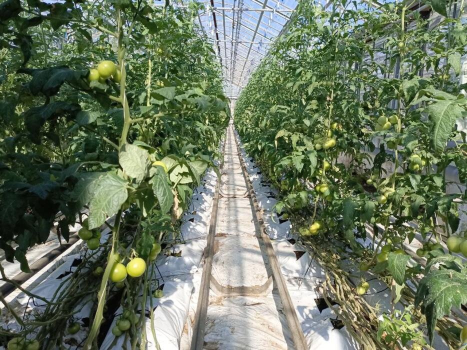 Производство агрофирмы «Победа»
Фото: ПАИ