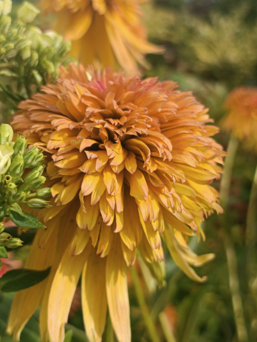 Эхинацея пурпурная «Мармелад» / Echinacea purpurea «Marmelade»