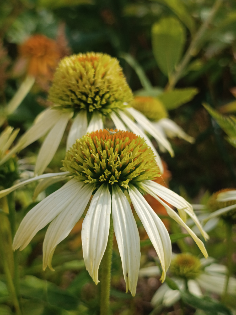 Эхинацея пурпурная Коконат ЛаймEchinacea purpurea Coconut Lime