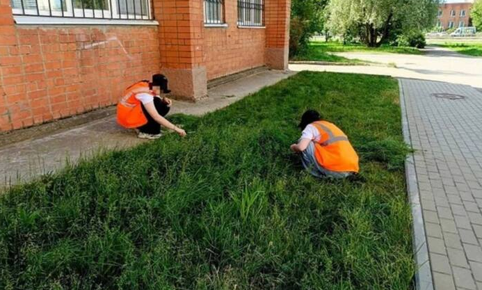 Газон стригут ножницами фото Яндекс