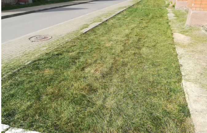 Газон покосили фото Яндекс