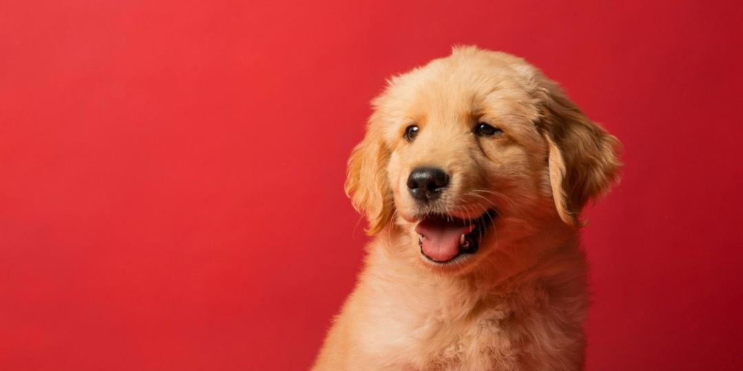 Отличный компаньон: 15 пород собак, которые станут идеальными друзьями