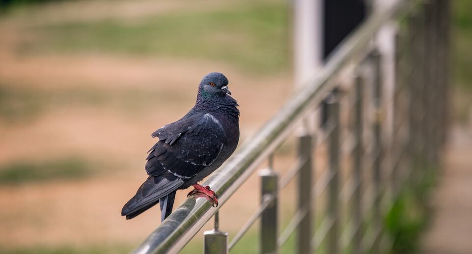    Весна в парке «Солнечная» в Балашихе / Медиасток.рф