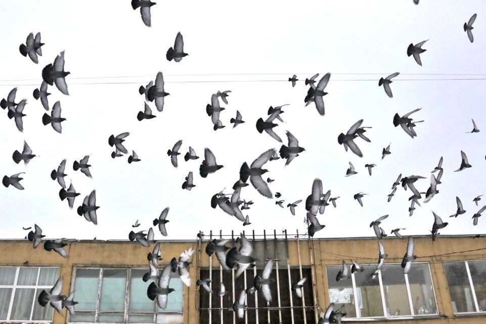    Стая голубей в Кашире / Медиасток.рф