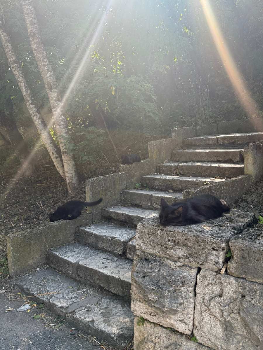 рядом с Провалом много котиков