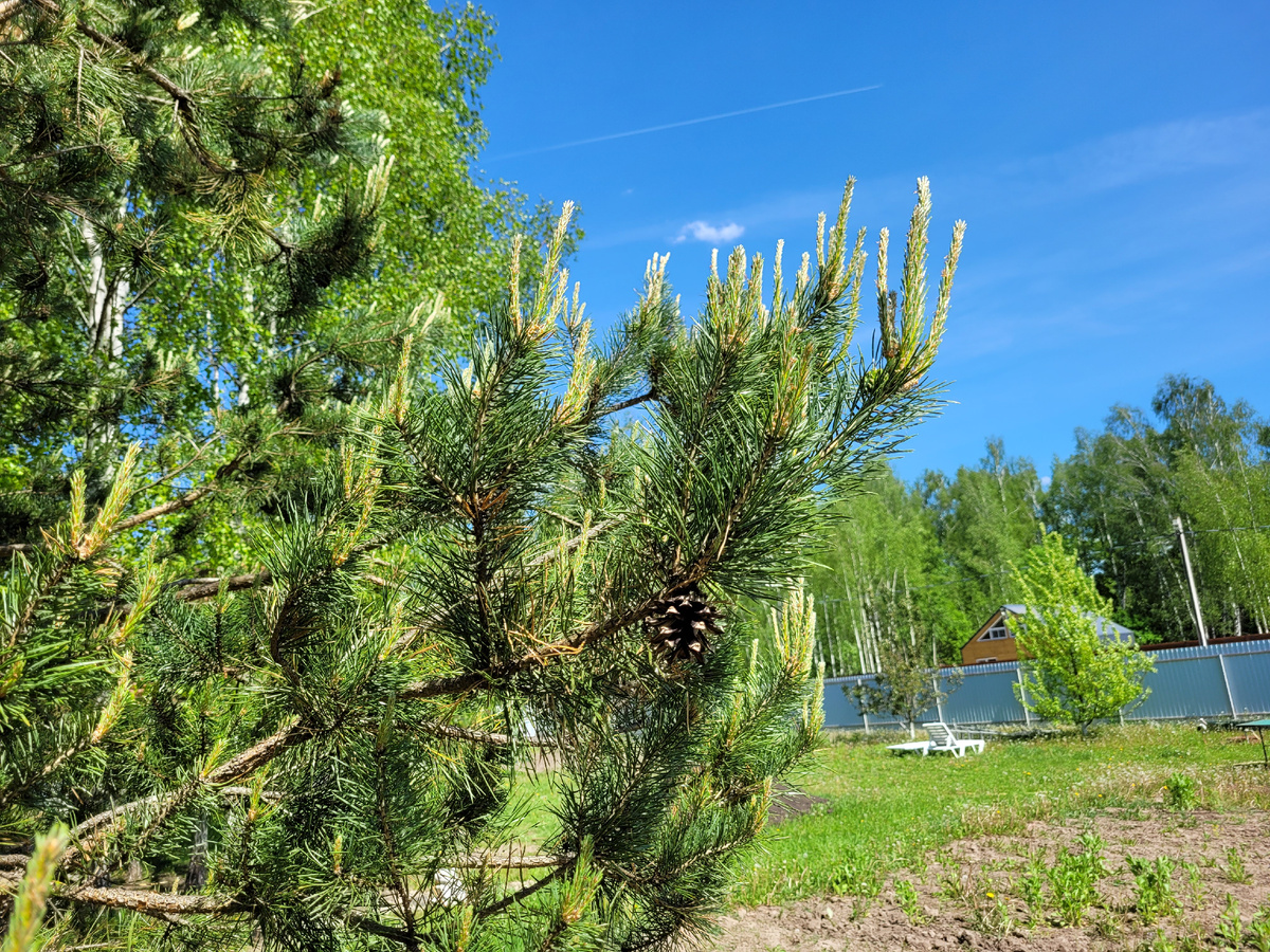 Побеги сосны