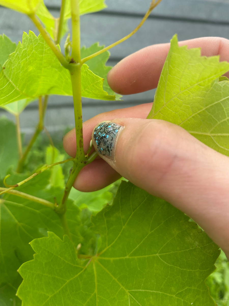 Прищипывание пасынков ногтями