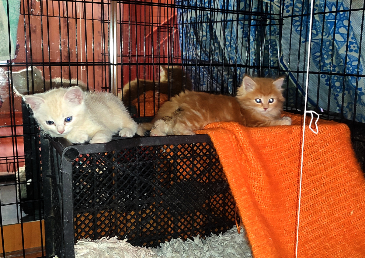 Ну прямо порядочные котята... поиграли и к себе отдыхать. 