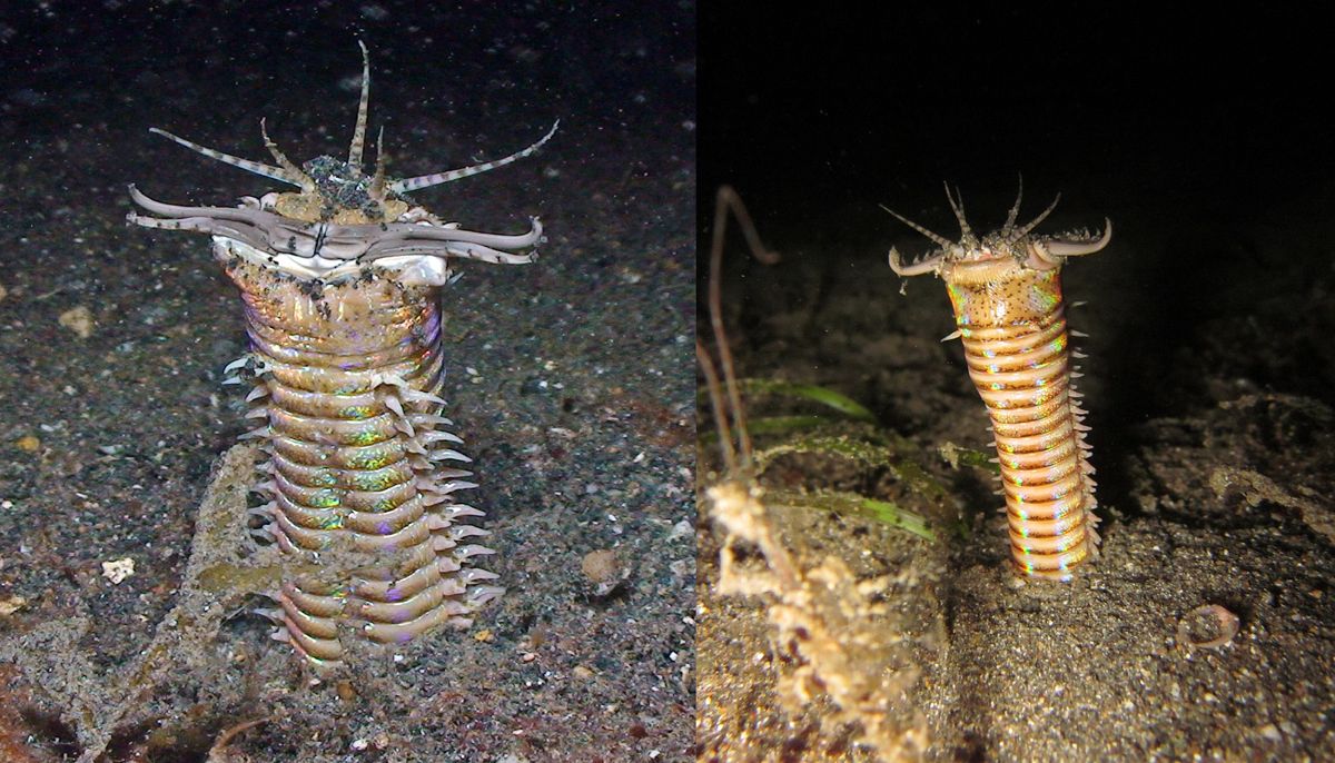 Изначально существо может показаться весьма маленьким, но в толще грунта спрятано ещё несколько метров. 