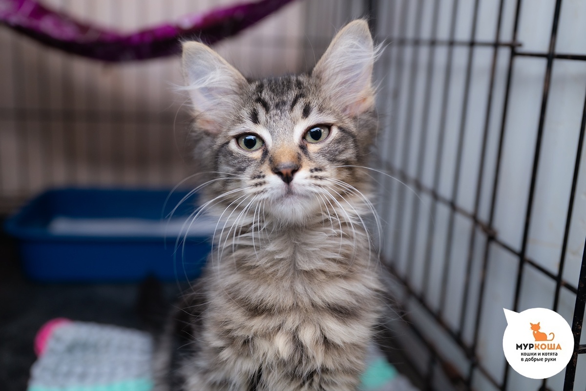 Мэш приехал с передержки.