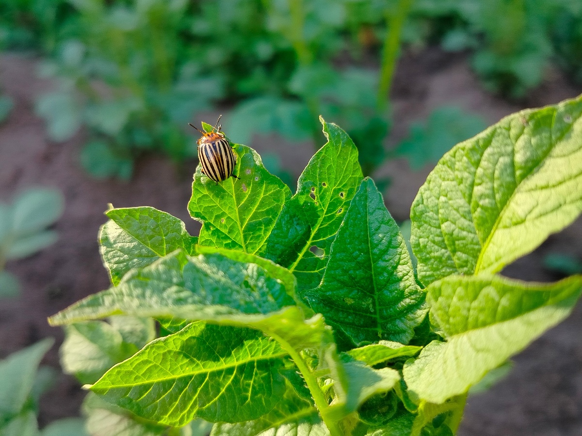   Никогда не собирайте колорадского жука с картошки - вот почему
