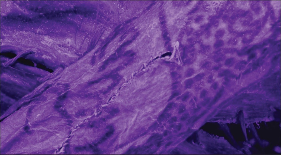   Gino Caspari and Mikhail Vavulin; Gino Gaspari et al. / Antiquity, 2025