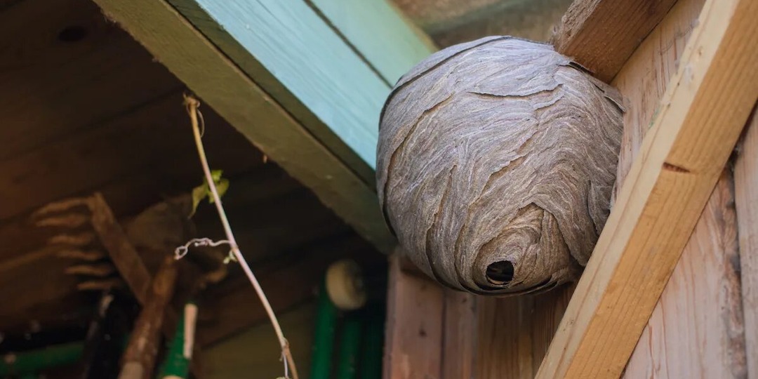 Как избавиться от ос на участке не трогая гнездо? способы, которые работают