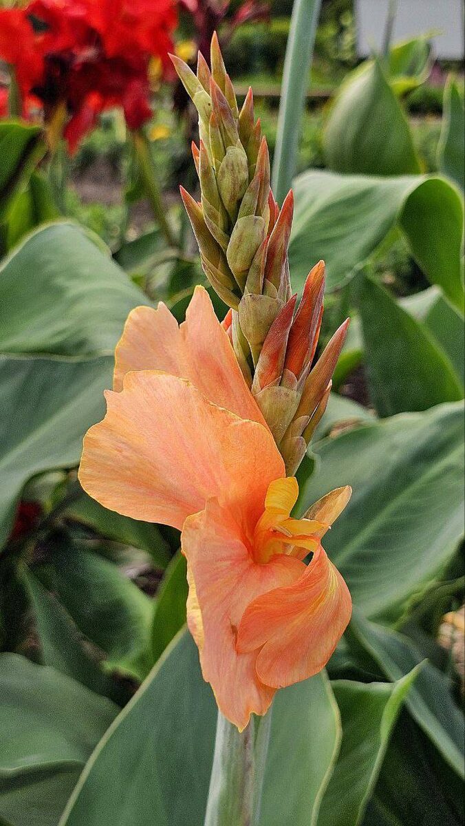    Источник фото: телеграм-канал "Ботсад Владивостока"