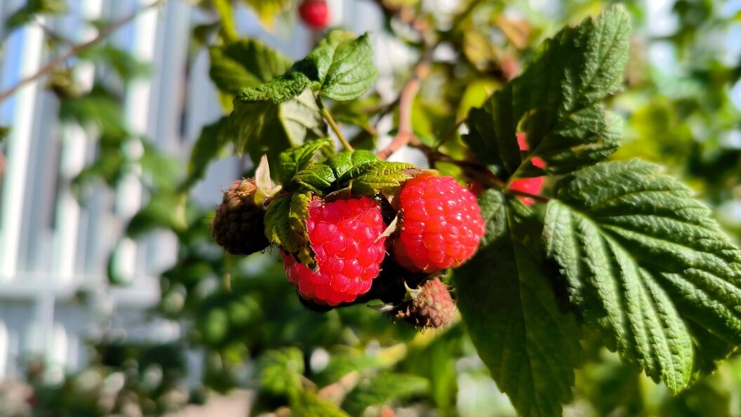    Фото: Maksim Konstantinov/Global Look Press