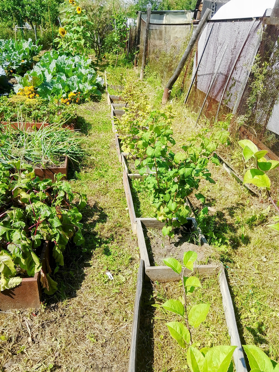 Вот такая длинная грядка у меня получилась, здесь по порядку яблоня, смородина черная,  белая, два куста красной, два крыжовника, яблоня все кусты ещё совсем молодые 