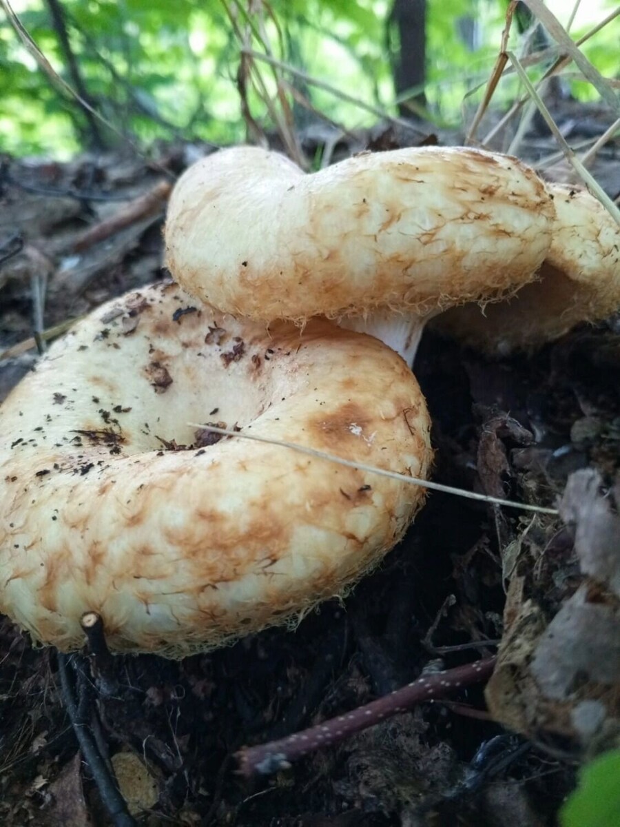     Источник: страница Константина Зеленцова в ВК