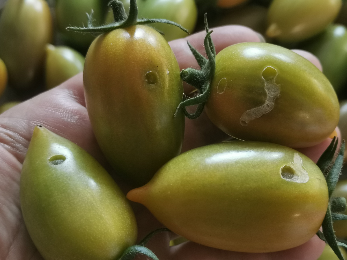 Кто безобразничает? 