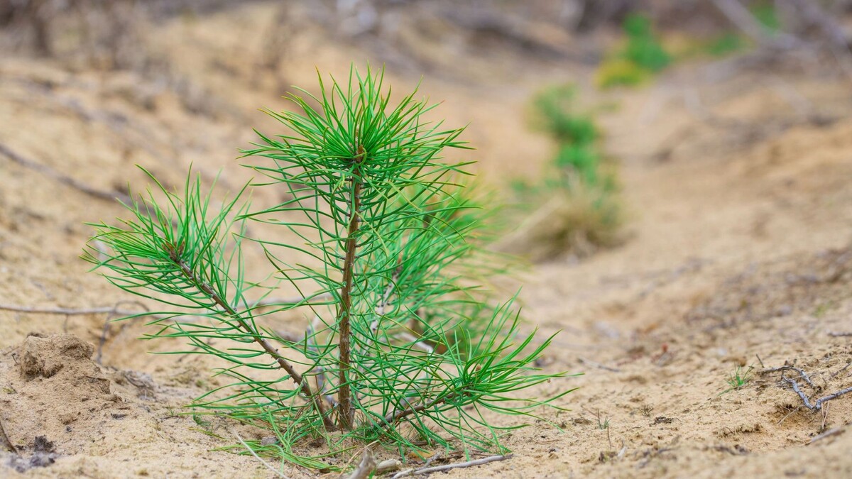    Фото: Serrgey75/Shutterstock/Fotodom