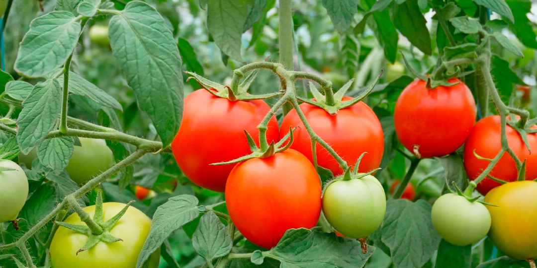 Как ухаживать за томатами в августе, чтобы получить максимум урожая.