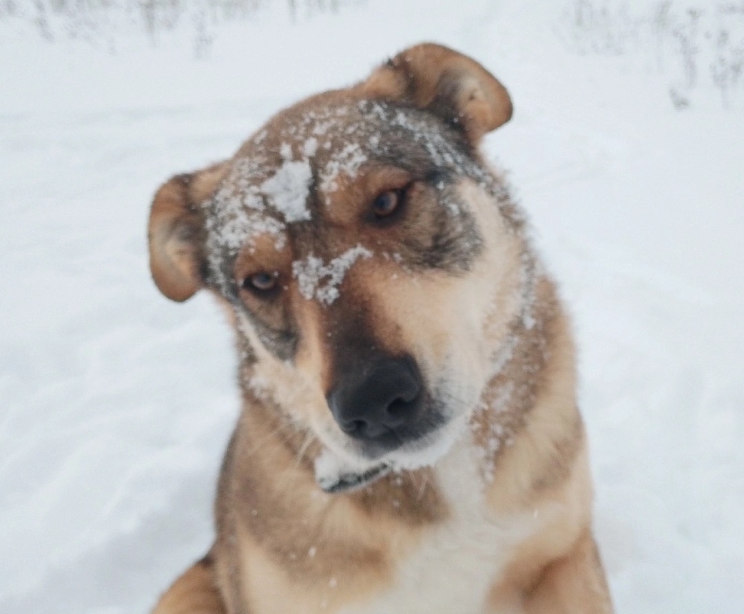 Актриса Барби
