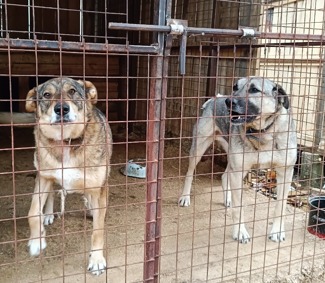 Барби и Алтай