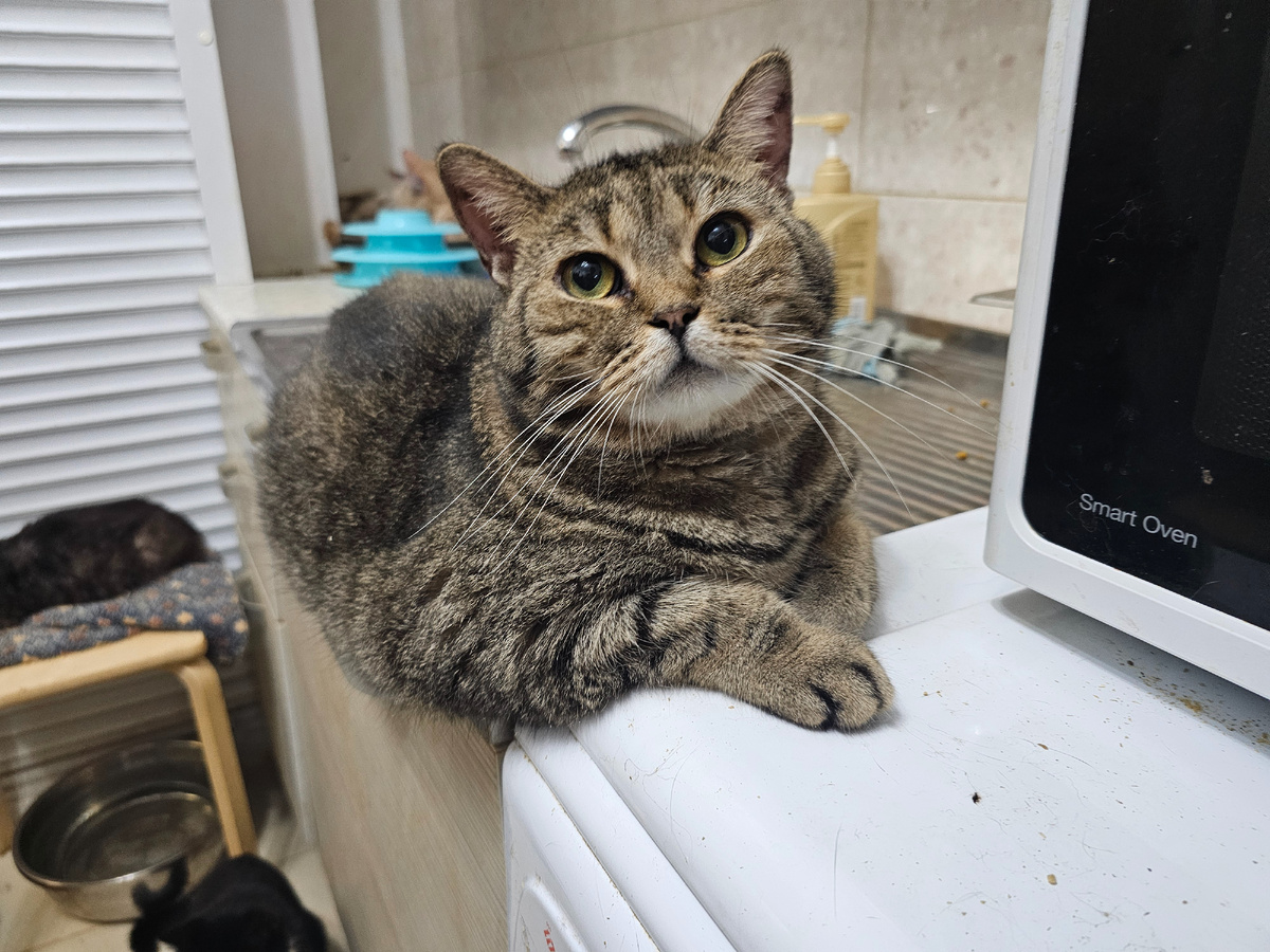 Марта, хозяин издевался над ней и ее котятками