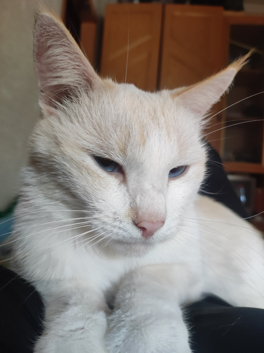 Мой Муз Беляш. 