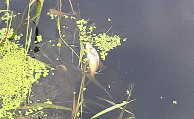    © Эконадзор Ленобласти