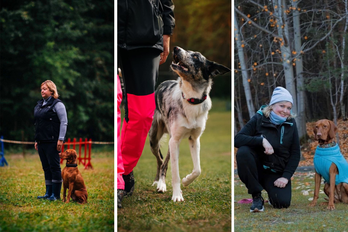    Фото предоставлены ИА "Уральский меридиан" организаторами фестиваля спортивно-прикладного собаководства
