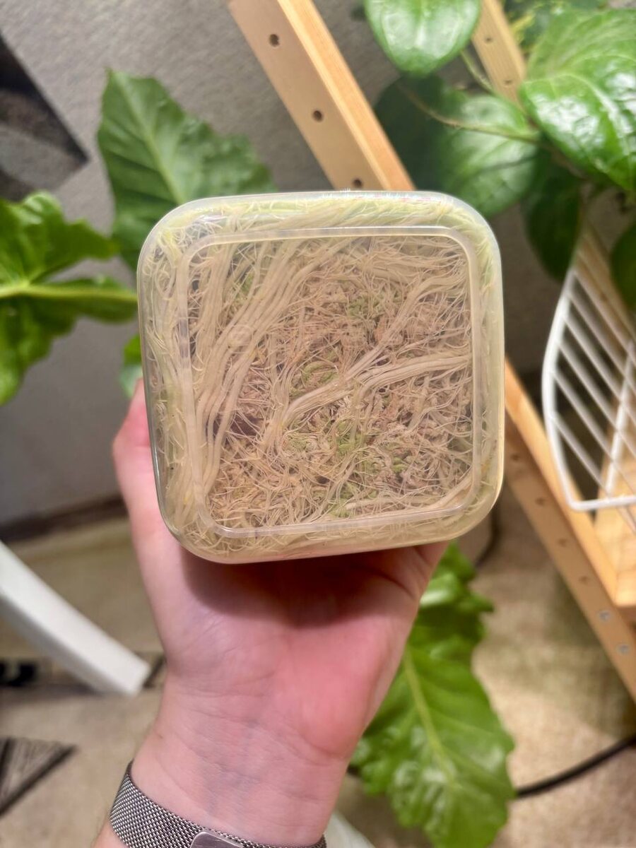 Корневой Wi-Fi уже настроен. Сигнал уверенный.